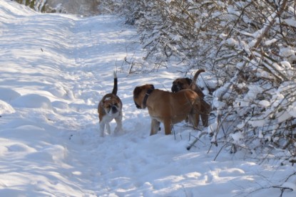 Continental Bulldogs Seeblickbulls Bilderalbum - Bilder vom Winter 2013