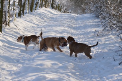 Continental Bulldogs Seeblickbulls Bilderalbum - Bilder vom Winter 2013