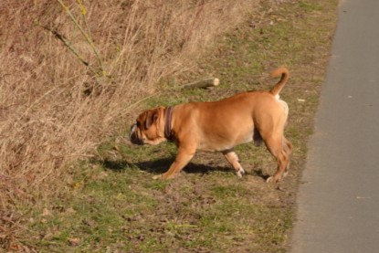 Continental Bulldogs Seeblickbulls Bilderalbum - Bilder vom März 2013