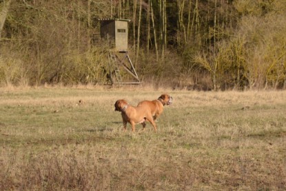 Continental Bulldogs Seeblickbulls Bilderalbum - Bilder vom März 2013