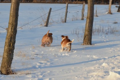 Continental Bulldogs Seeblickbulls Bilderalbum - Bilder vom März 2013