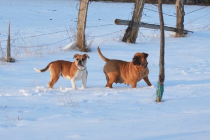 Continental Bulldogs Seeblickbulls Bilderalbum - Bilder vom März 2013