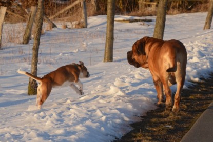 Continental Bulldogs Seeblickbulls Bilderalbum - Bilder vom März 2013