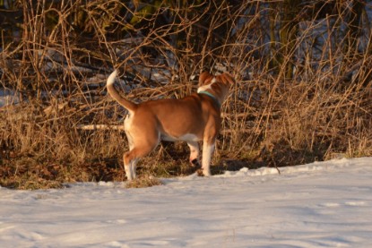 Continental Bulldogs Seeblickbulls Bilderalbum - Bilder vom März 2013