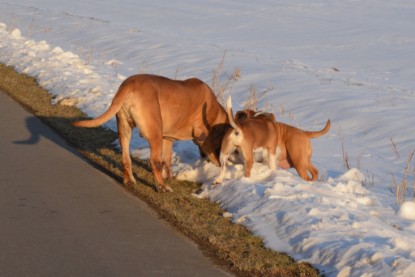 Continental Bulldogs Seeblickbulls Bilderalbum - Bilder vom März 2013