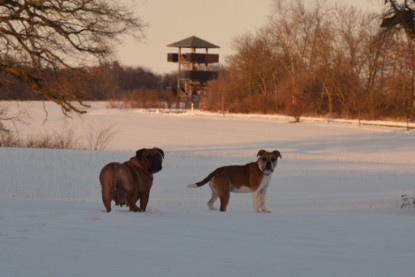 Continental Bulldogs Seeblickbulls Bilderalbum - Bilder vom März 2013