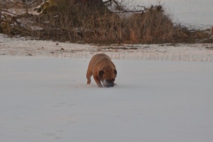 Continental Bulldogs Seeblickbulls Bilderalbum - Bilder vom März 2013