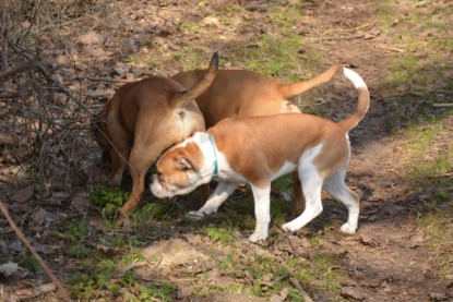 Continental Bulldogs Seeblickbulls Bilderalbum - am See am 15.04.2013