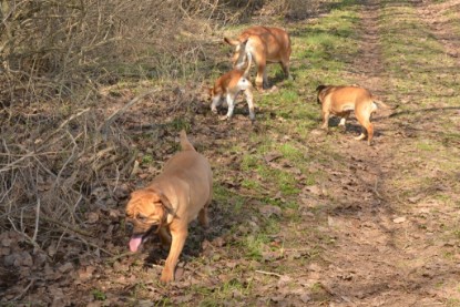 Continental Bulldogs Seeblickbulls Bilderalbum - am See am 15.04.2013