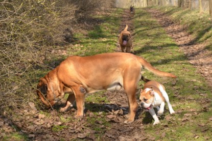 Continental Bulldogs Seeblickbulls Bilderalbum - am See am 15.04.2013