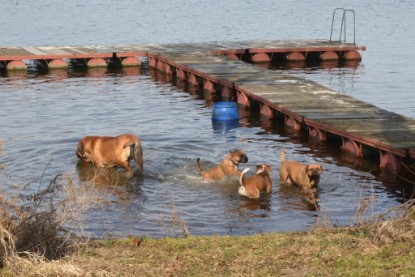 Continental Bulldogs Seeblickbulls Bilderalbum - am See am 15.04.2013