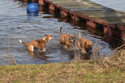 Continental Bulldogs Seeblickbulls Bilderalbum - am See am 15.04.2013