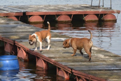 Continental Bulldogs Seeblickbulls Bilderalbum - am See am 15.04.2013