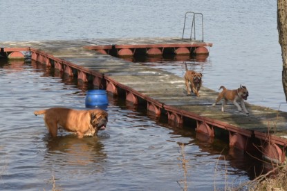 Continental Bulldogs Seeblickbulls Bilderalbum - am See am 15.04.2013