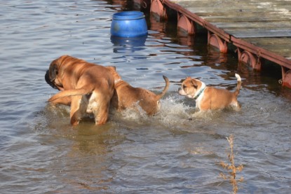 Continental Bulldogs Seeblickbulls Bilderalbum - am See am 15.04.2013