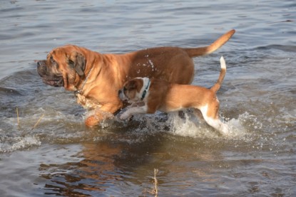 Continental Bulldogs Seeblickbulls Bilderalbum - am See am 15.04.2013