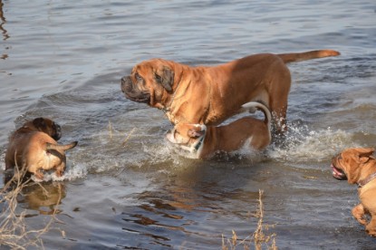 Continental Bulldogs Seeblickbulls Bilderalbum - am See am 15.04.2013