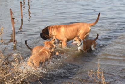 Continental Bulldogs Seeblickbulls Bilderalbum - am See am 15.04.2013