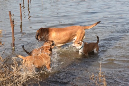 Continental Bulldogs Seeblickbulls Bilderalbum - am See am 15.04.2013