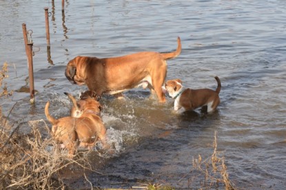 Continental Bulldogs Seeblickbulls Bilderalbum - am See am 15.04.2013