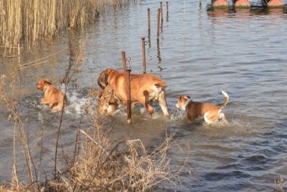 Continental Bulldogs Seeblickbulls Bilderalbum - am See am 15.04.2013