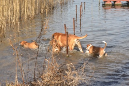 Continental Bulldogs Seeblickbulls Bilderalbum - am See am 15.04.2013