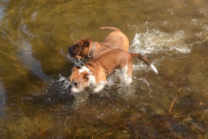 Continental Bulldogs Seeblickbulls Bilderalbum - am See am 15.04.2013