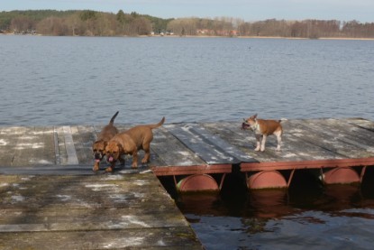 Continental Bulldogs Seeblickbulls Bilderalbum - am See am 15.04.2013