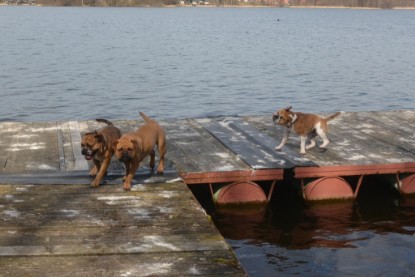 Continental Bulldogs Seeblickbulls Bilderalbum - am See am 15.04.2013