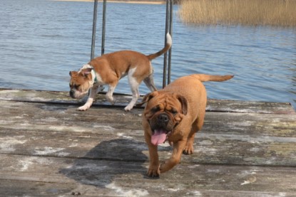 Continental Bulldogs Seeblickbulls Bilderalbum - am See am 15.04.2013