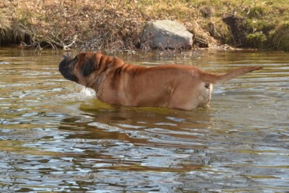 Continental Bulldogs Seeblickbulls Bilderalbum - am See am 15.04.2013