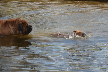 Continental Bulldogs Seeblickbulls Bilderalbum - am See am 15.04.2013