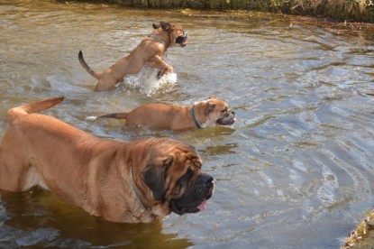 Continental Bulldogs Seeblickbulls Bilderalbum - am See am 15.04.2013