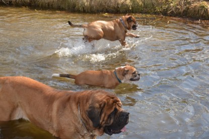 Continental Bulldogs Seeblickbulls Bilderalbum - am See am 15.04.2013