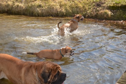 Continental Bulldogs Seeblickbulls Bilderalbum - am See am 15.04.2013