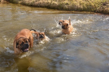 Continental Bulldogs Seeblickbulls Bilderalbum - am See am 15.04.2013