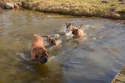 Continental Bulldogs Seeblickbulls Bilderalbum - am See am 15.04.2013