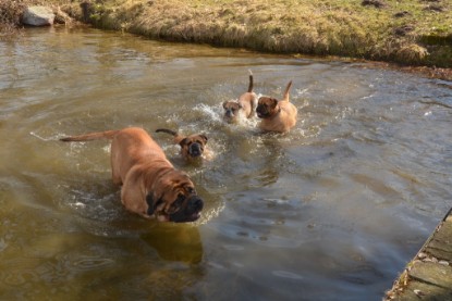 Continental Bulldogs Seeblickbulls Bilderalbum - am See am 15.04.2013