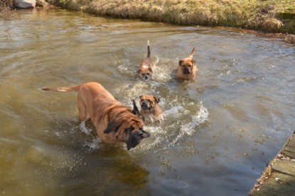 Continental Bulldogs Seeblickbulls Bilderalbum - am See am 15.04.2013