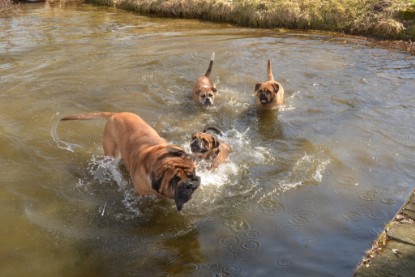 Continental Bulldogs Seeblickbulls Bilderalbum - am See am 15.04.2013