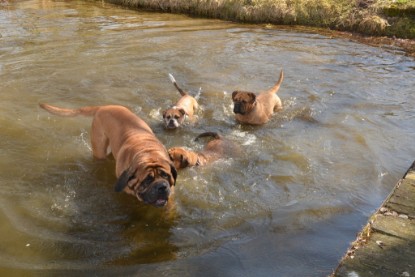 Continental Bulldogs Seeblickbulls Bilderalbum - am See am 15.04.2013