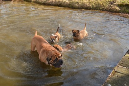 Continental Bulldogs Seeblickbulls Bilderalbum - am See am 15.04.2013