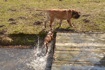 Continental Bulldogs Seeblickbulls Bilderalbum - am See am 15.04.2013