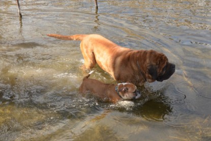 Continental Bulldogs Seeblickbulls Bilderalbum - am See am 15.04.2013