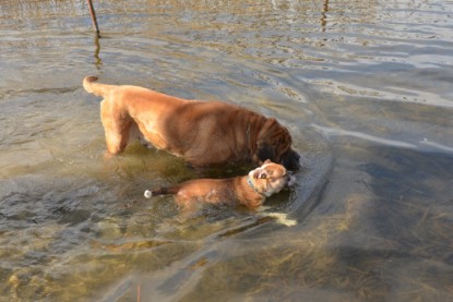 Continental Bulldogs Seeblickbulls Bilderalbum - am See am 15.04.2013