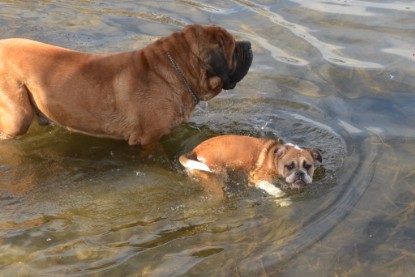 Continental Bulldogs Seeblickbulls Bilderalbum - am See am 15.04.2013