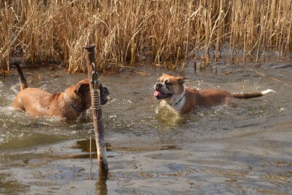 Continental Bulldogs Seeblickbulls Bilderalbum - am See am 15.04.2013