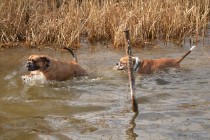 Continental Bulldogs Seeblickbulls Bilderalbum - am See am 15.04.2013