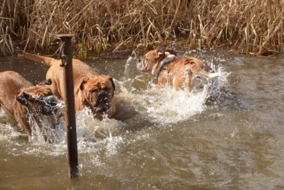 Continental Bulldogs Seeblickbulls Bilderalbum - am See am 15.04.2013