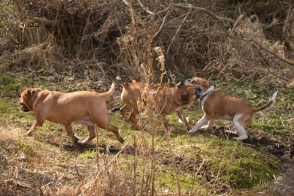 Continental Bulldogs Seeblickbulls Bilderalbum - am See am 15.04.2013